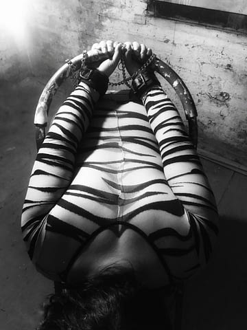 B&W - me in zebra bodystocking bent over a stepladder in the cellar, arms bound behind and above