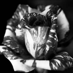 Black and white photo of striped rose
