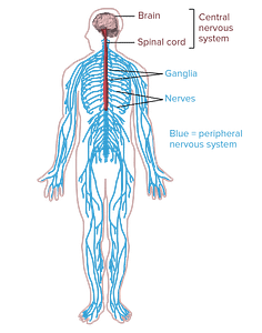 Diagram of central and peripheral nervous system